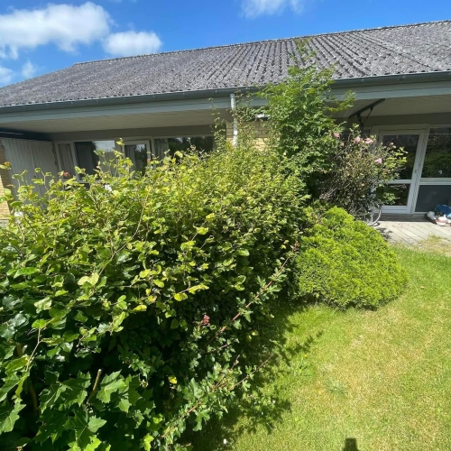 Havearbejde i Thisted med hækklipning og pleje af forhave ved villa